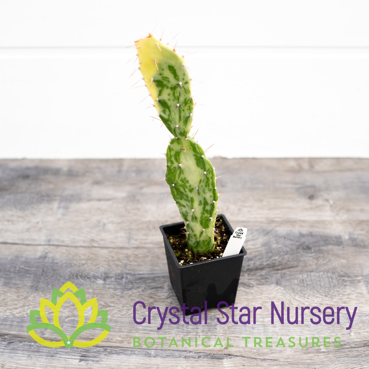 Opuntia Monacantha f. Variegata