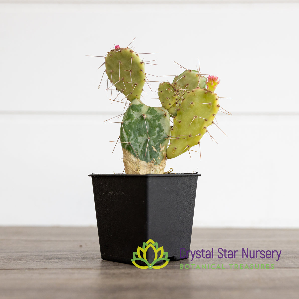 Opuntia Monacantha f. Variegata