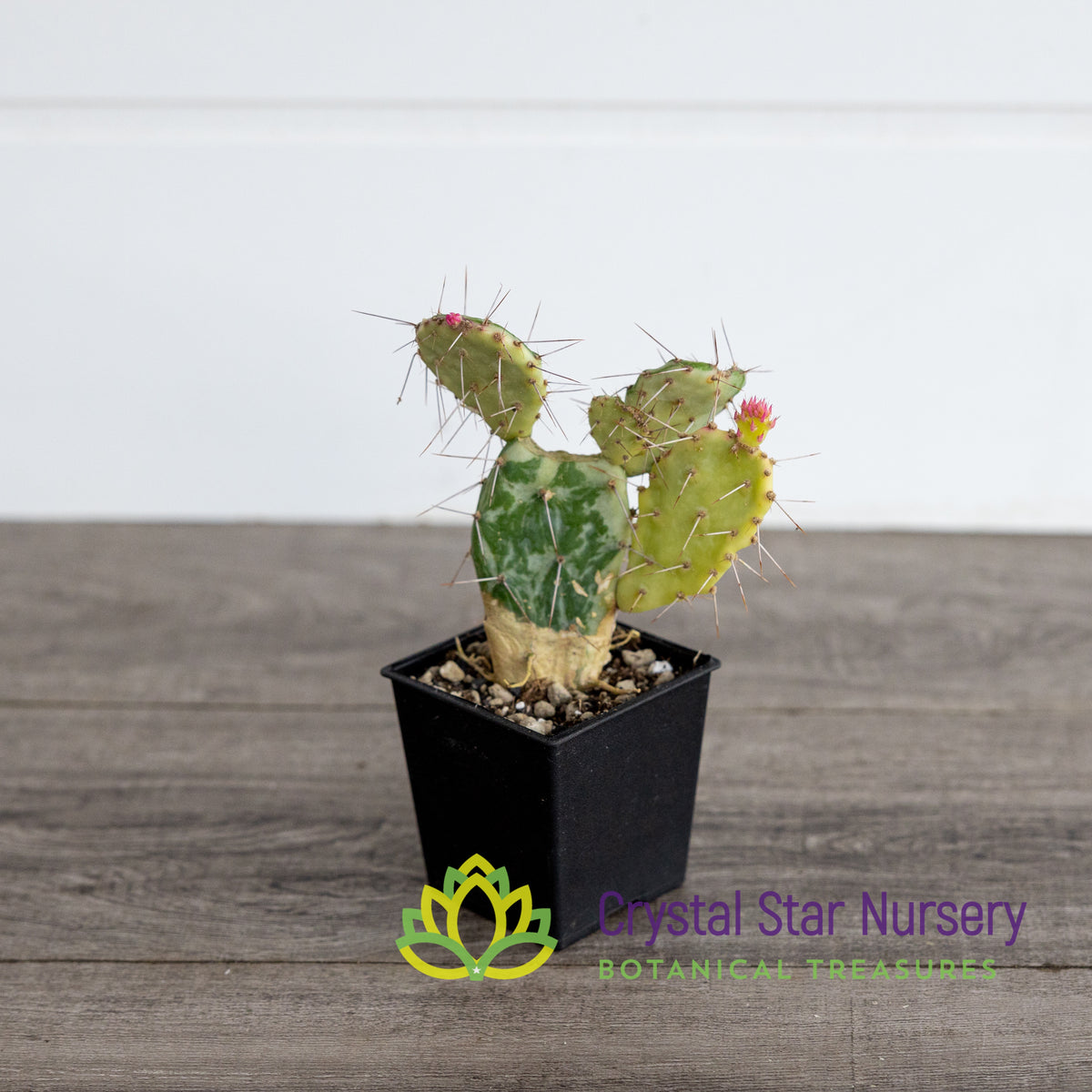Opuntia Monacantha f. Variegata