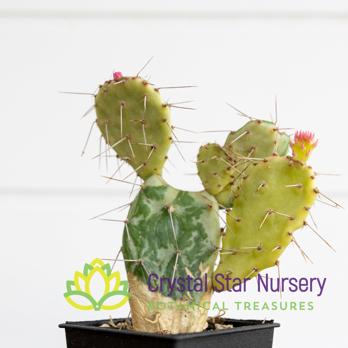 Opuntia Monacantha f. Variegata