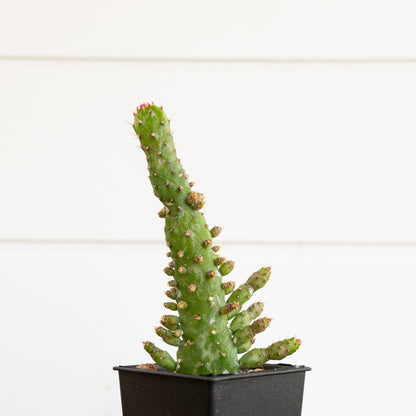 Opuntia Monacantha f. Variegata
