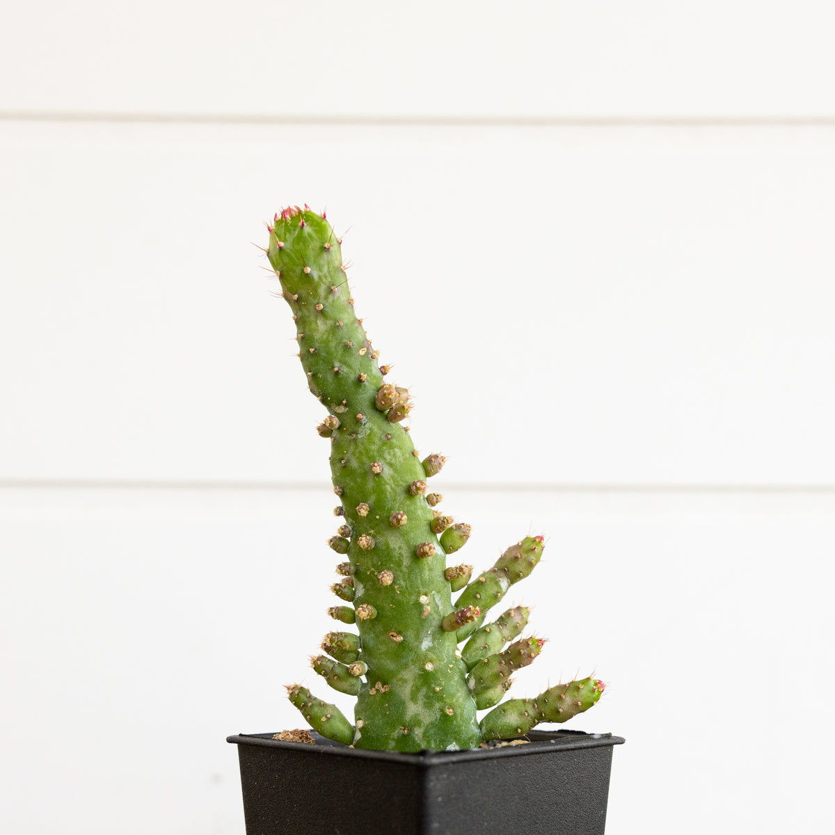 Opuntia Monacantha f. Variegata