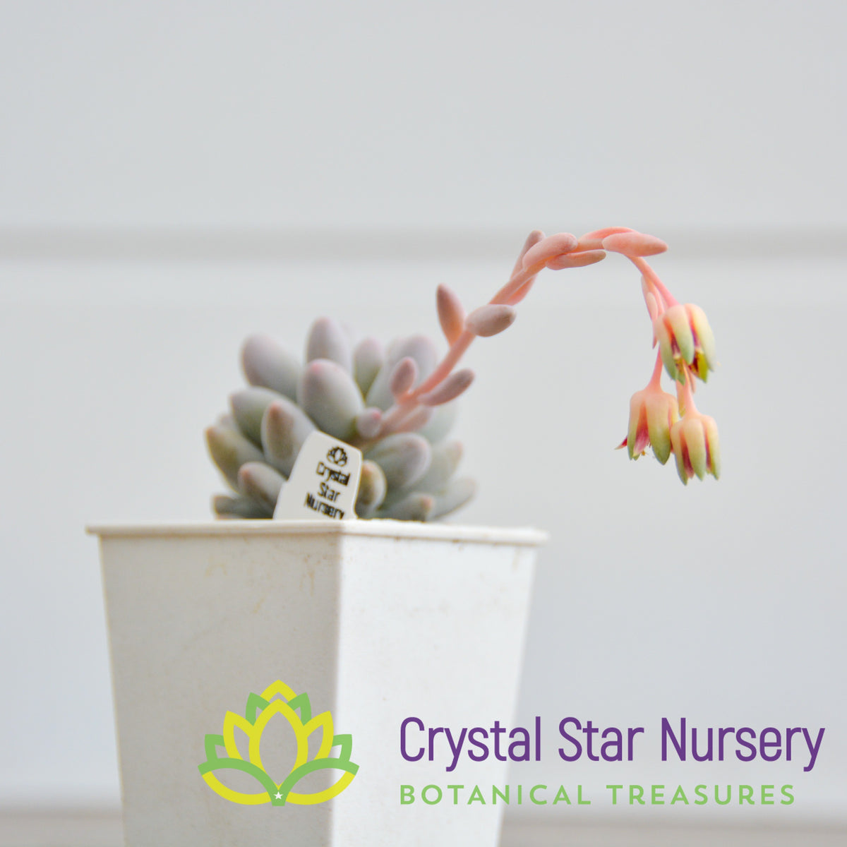 Pachyphytum Baby Finger
