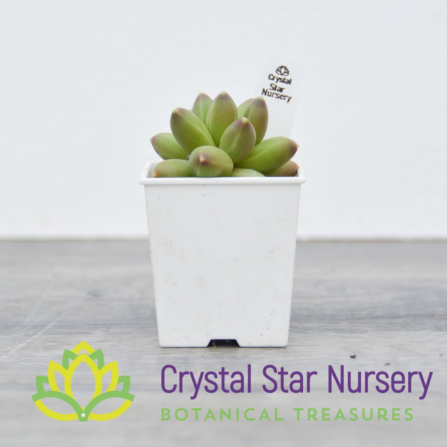 Pachyphytum Compactum 'Little Jewel'