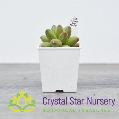 Pachyphytum Compactum 'Little Jewel'