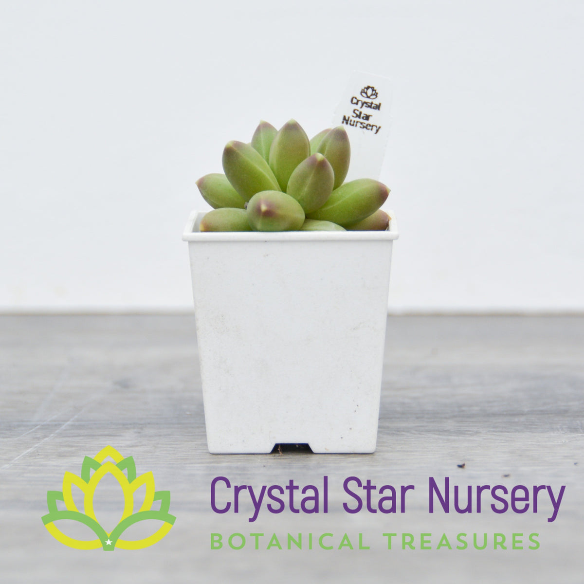 Pachyphytum Compactum &#39;Little Jewel&#39;