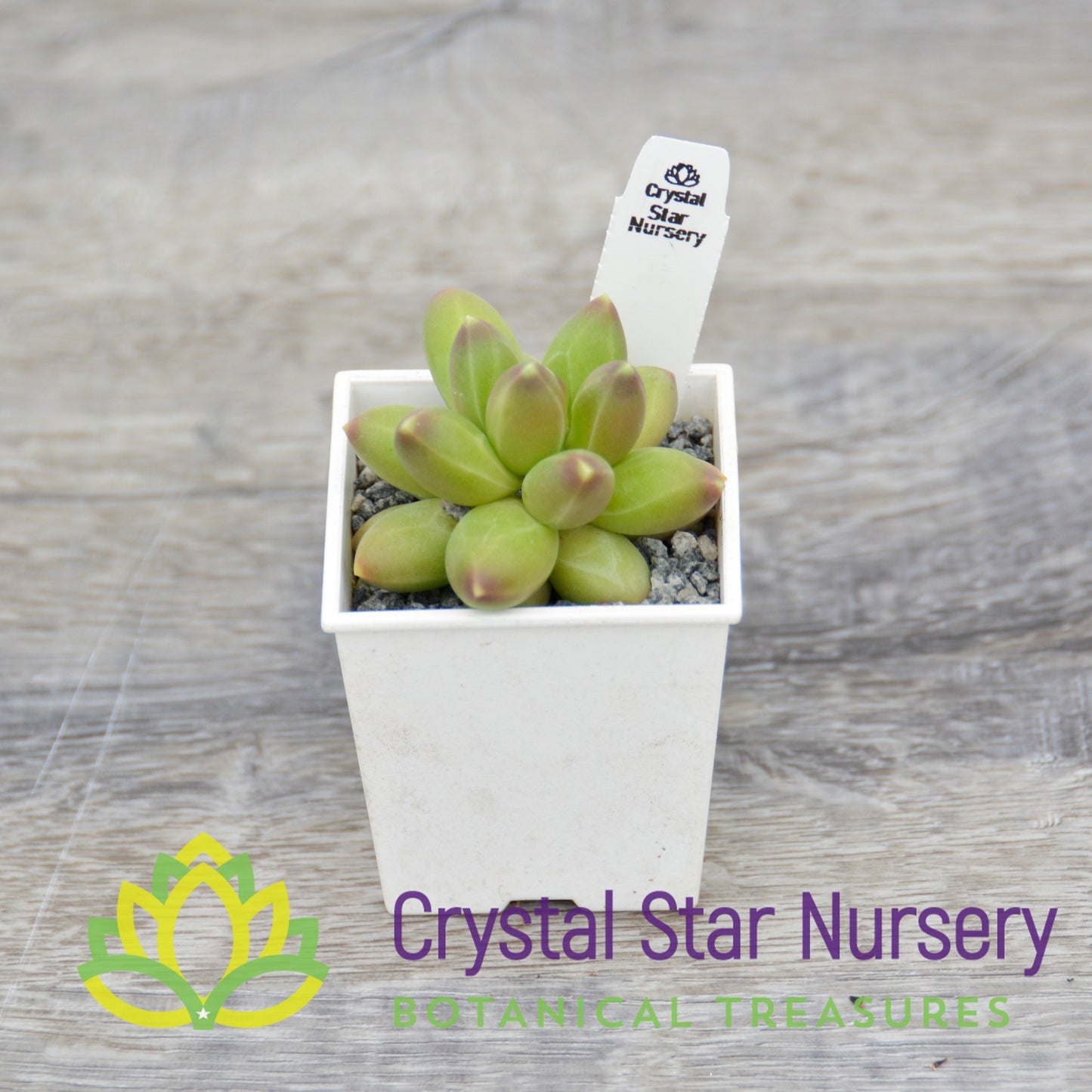 Pachyphytum Compactum 'Little Jewel'