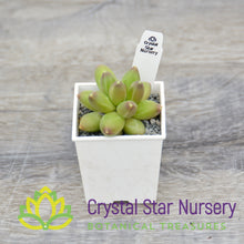 Pachyphytum Compactum 'Little Jewel'