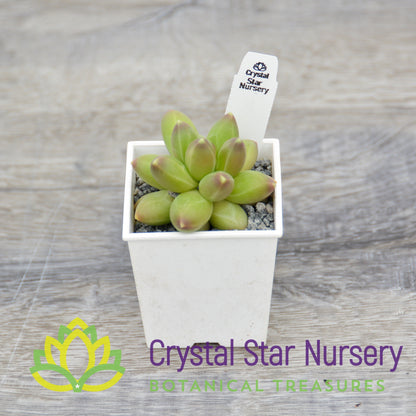 Pachyphytum Compactum 'Little Jewel'