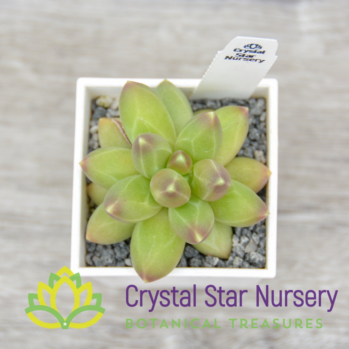 Pachyphytum Compactum 'Little Jewel'