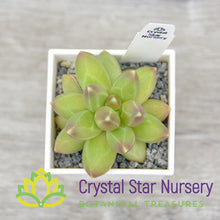 Pachyphytum Compactum 'Little Jewel'