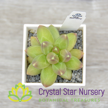 Pachyphytum Compactum 'Little Jewel'