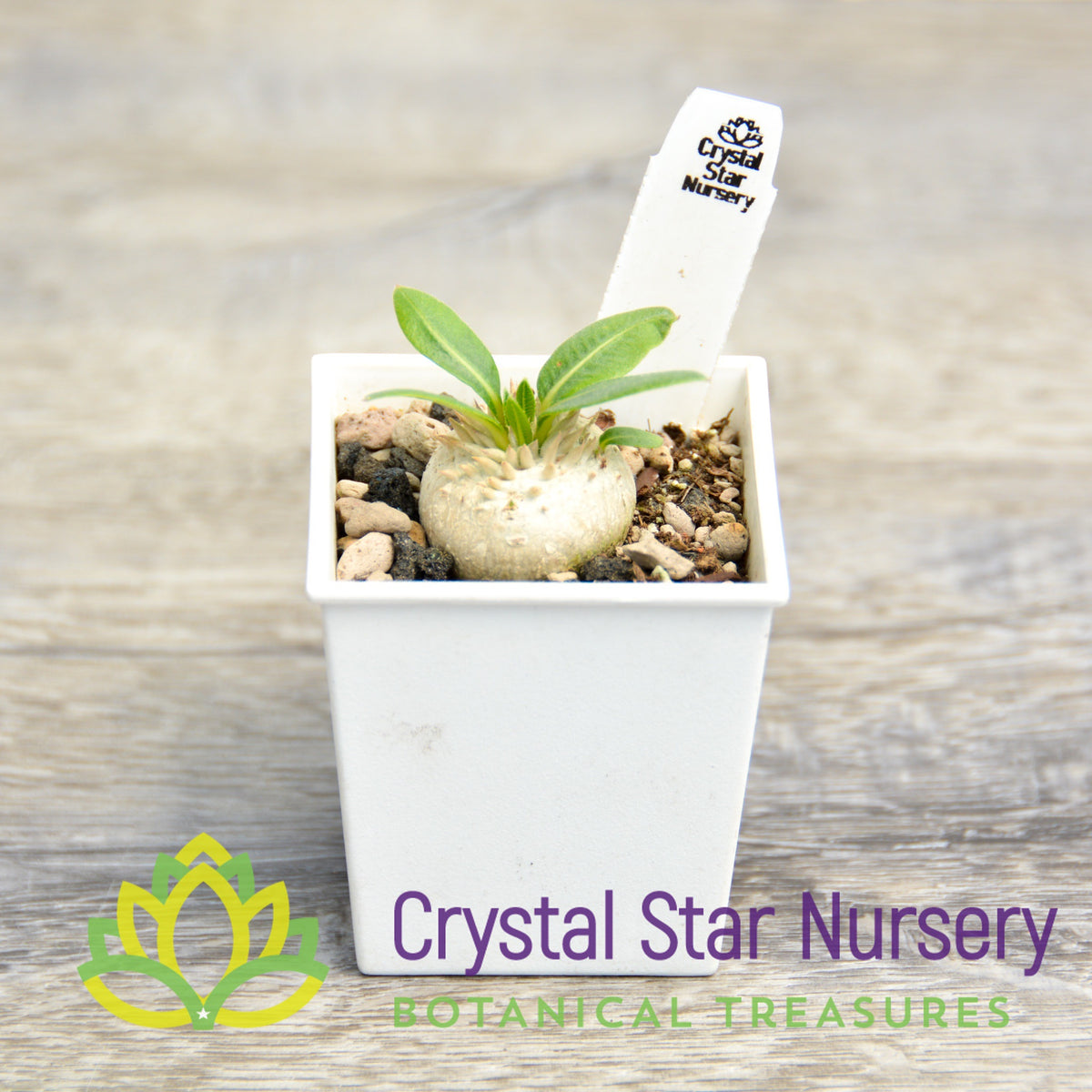 Pachypodium Brevicaule