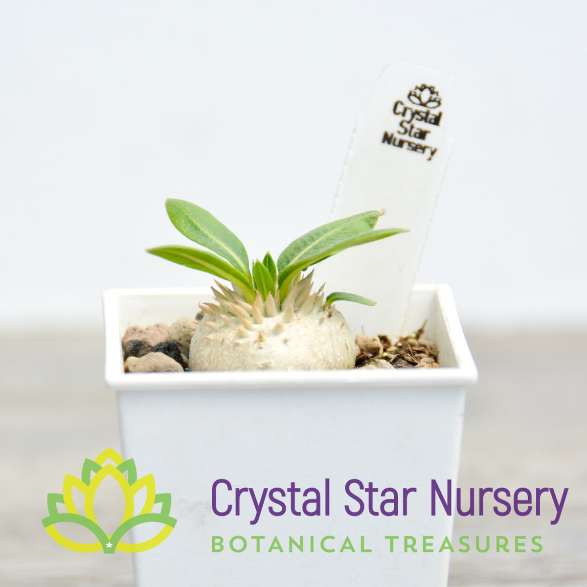 Pachypodium Brevicaule