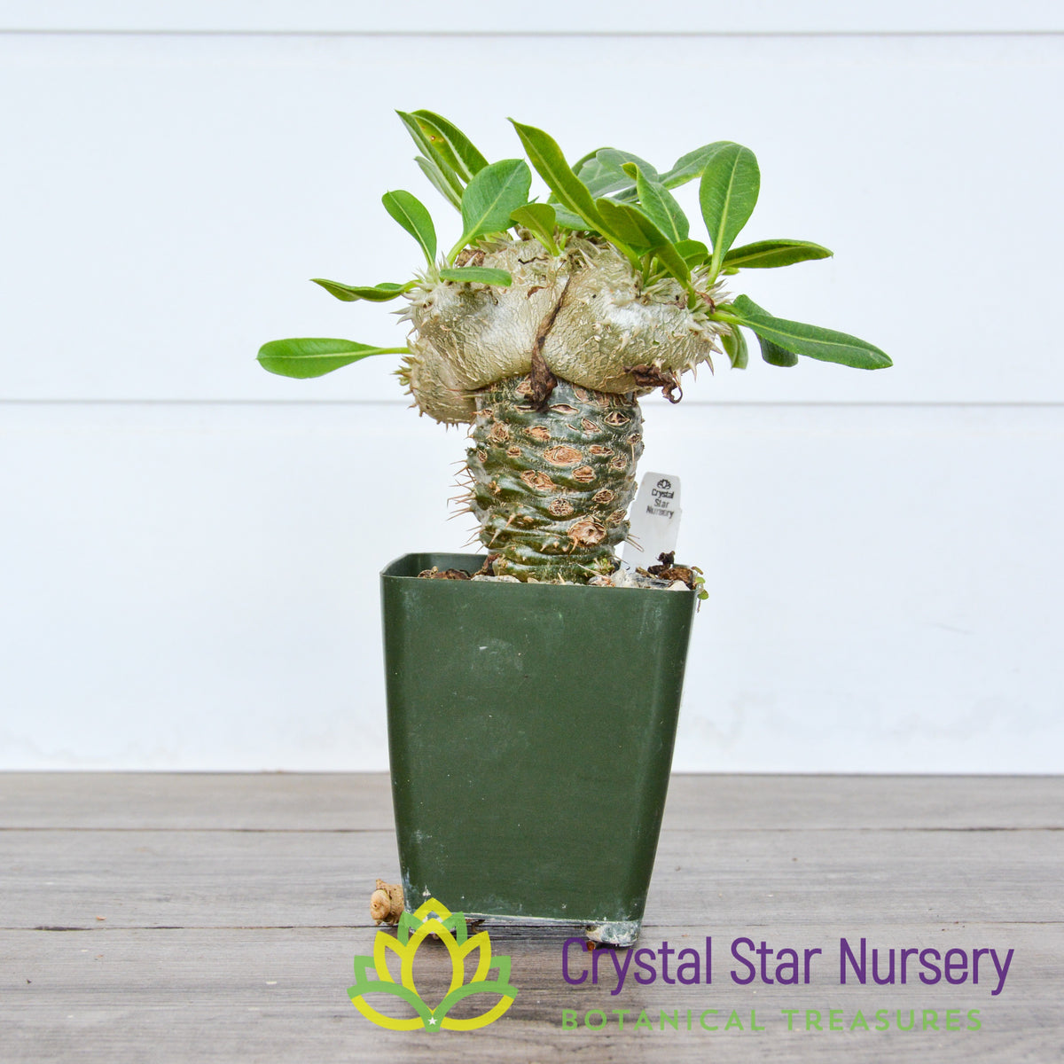 Pachypodium Brevicaule grafted