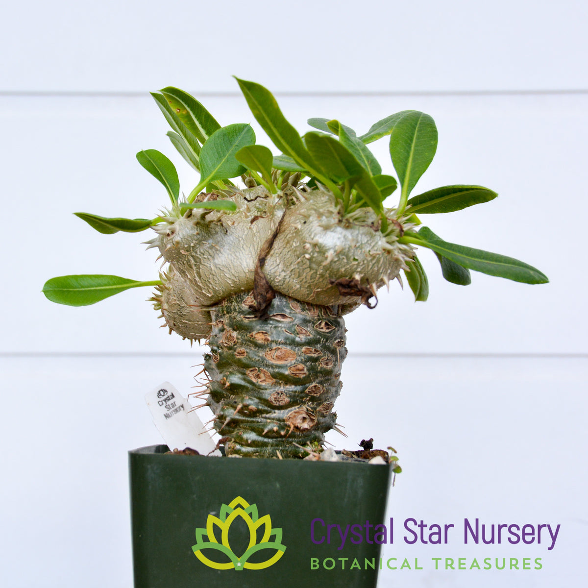 Pachypodium Brevicaule grafted