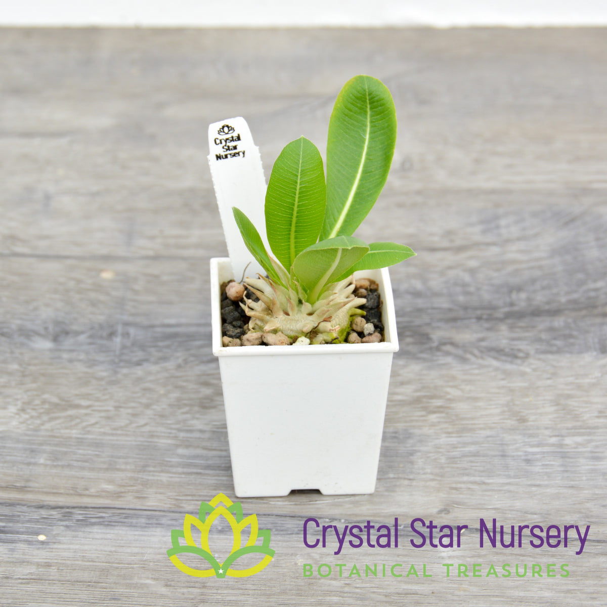 Pachypodium Eburneum
