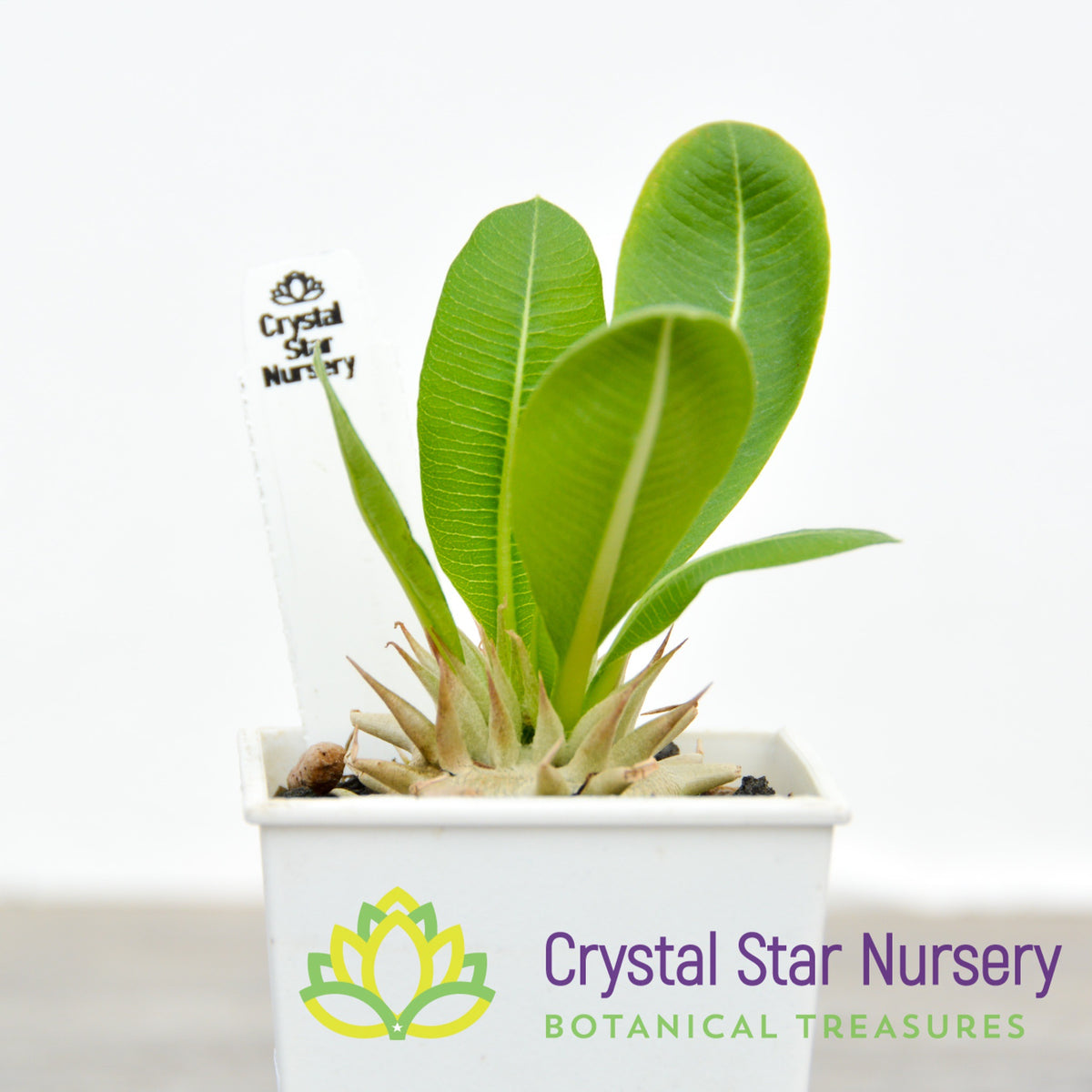 Pachypodium Eburneum