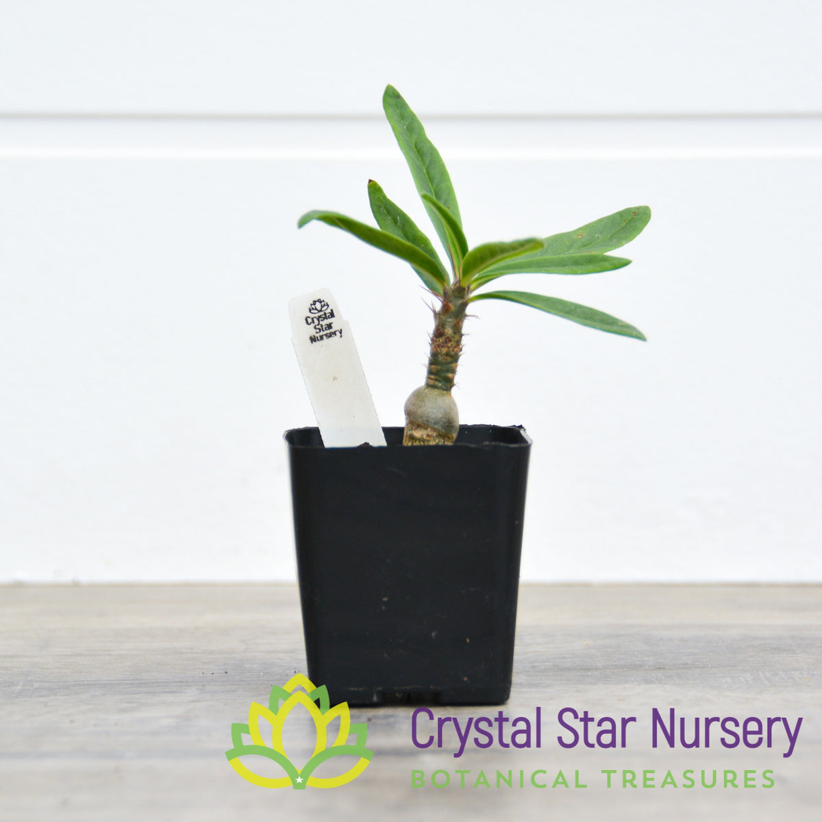 Pachypodium Succulentum