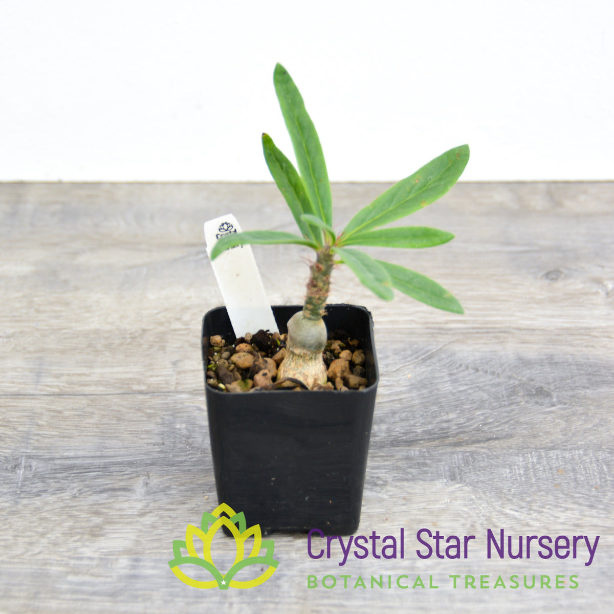 Pachypodium Succulentum