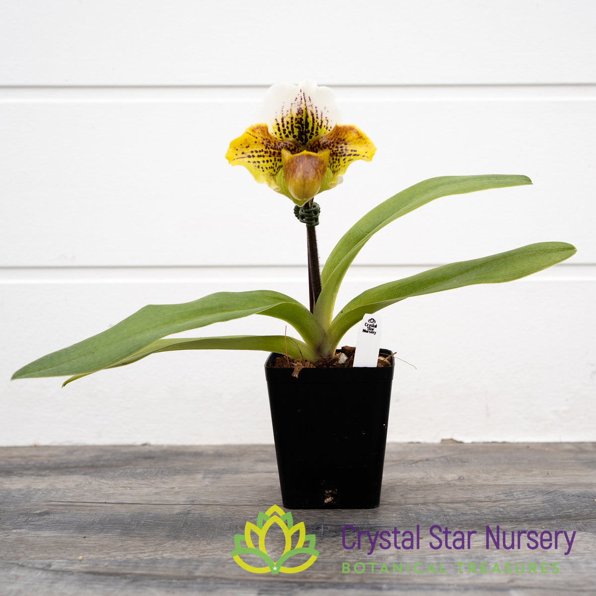 Paphiopedilum Enzan Kitty