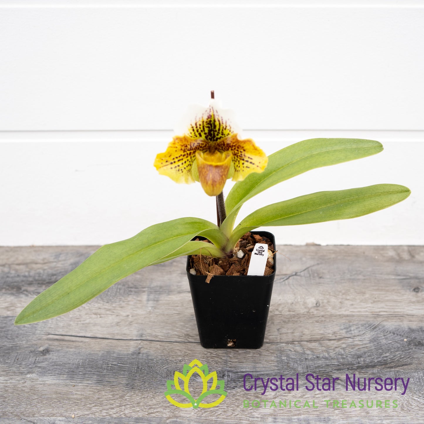 Paphiopedilum Enzan Kitty