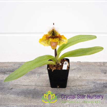 Paphiopedilum Enzan Kitty