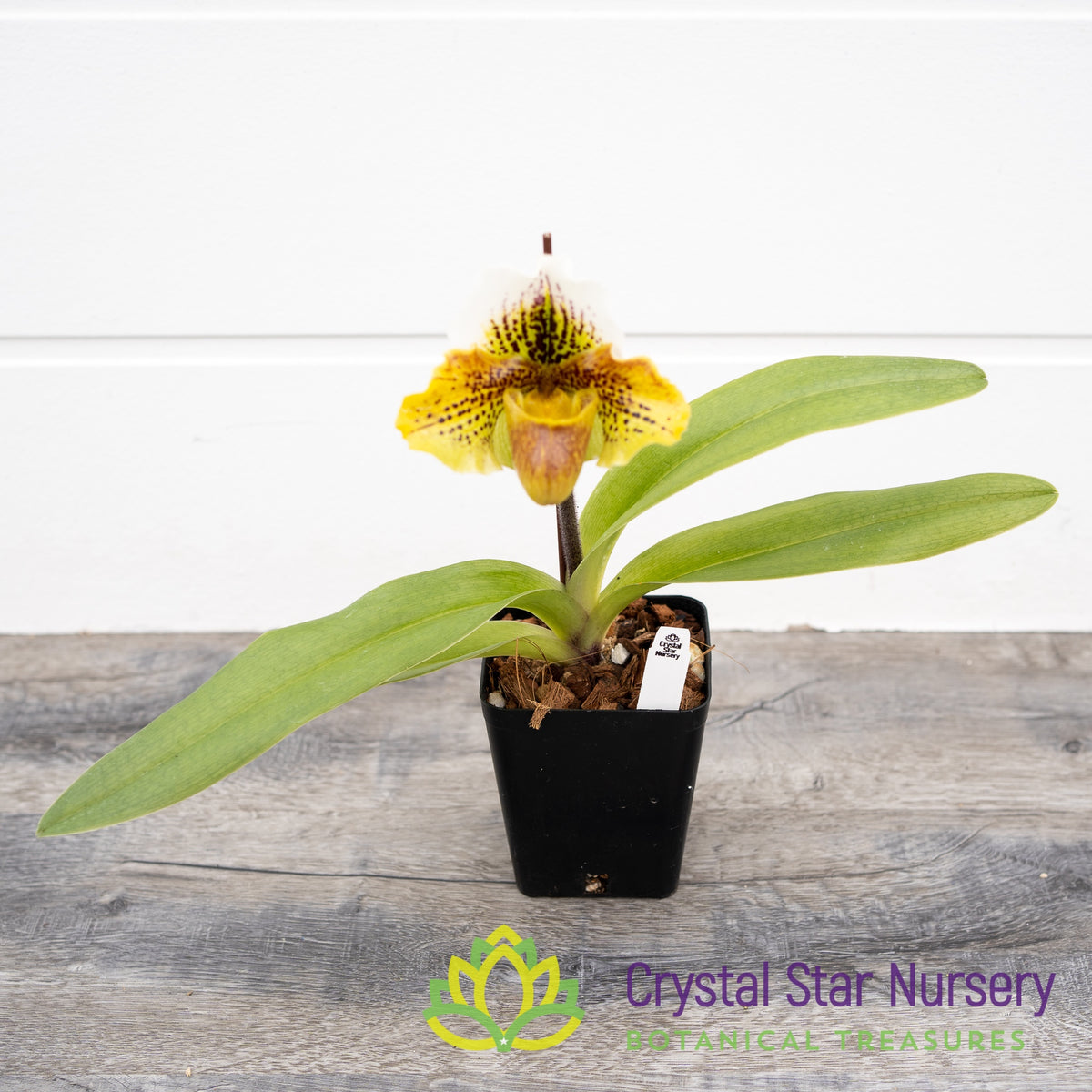 Paphiopedilum Enzan Kitty