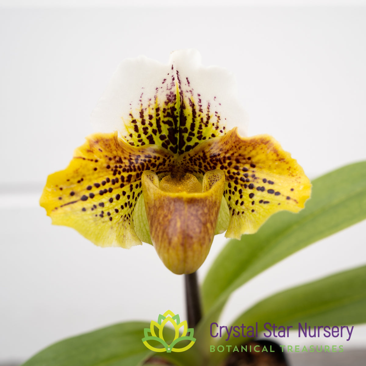 Paphiopedilum Enzan Kitty