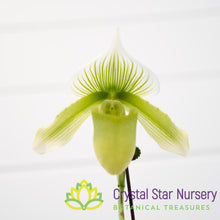 Paphiopedilum Maudiae NOID