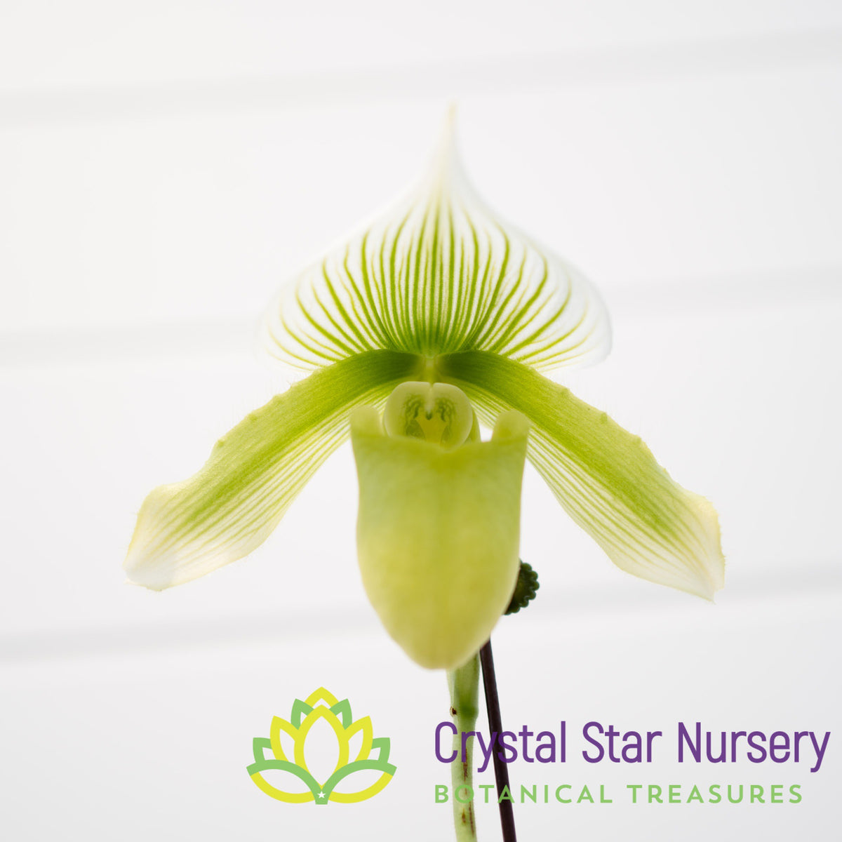 Paphiopedilum Maudiae NOID