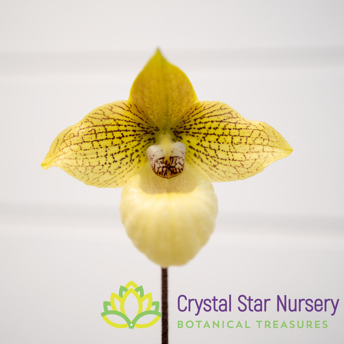 Paphiopedilum Norito Hasegawa