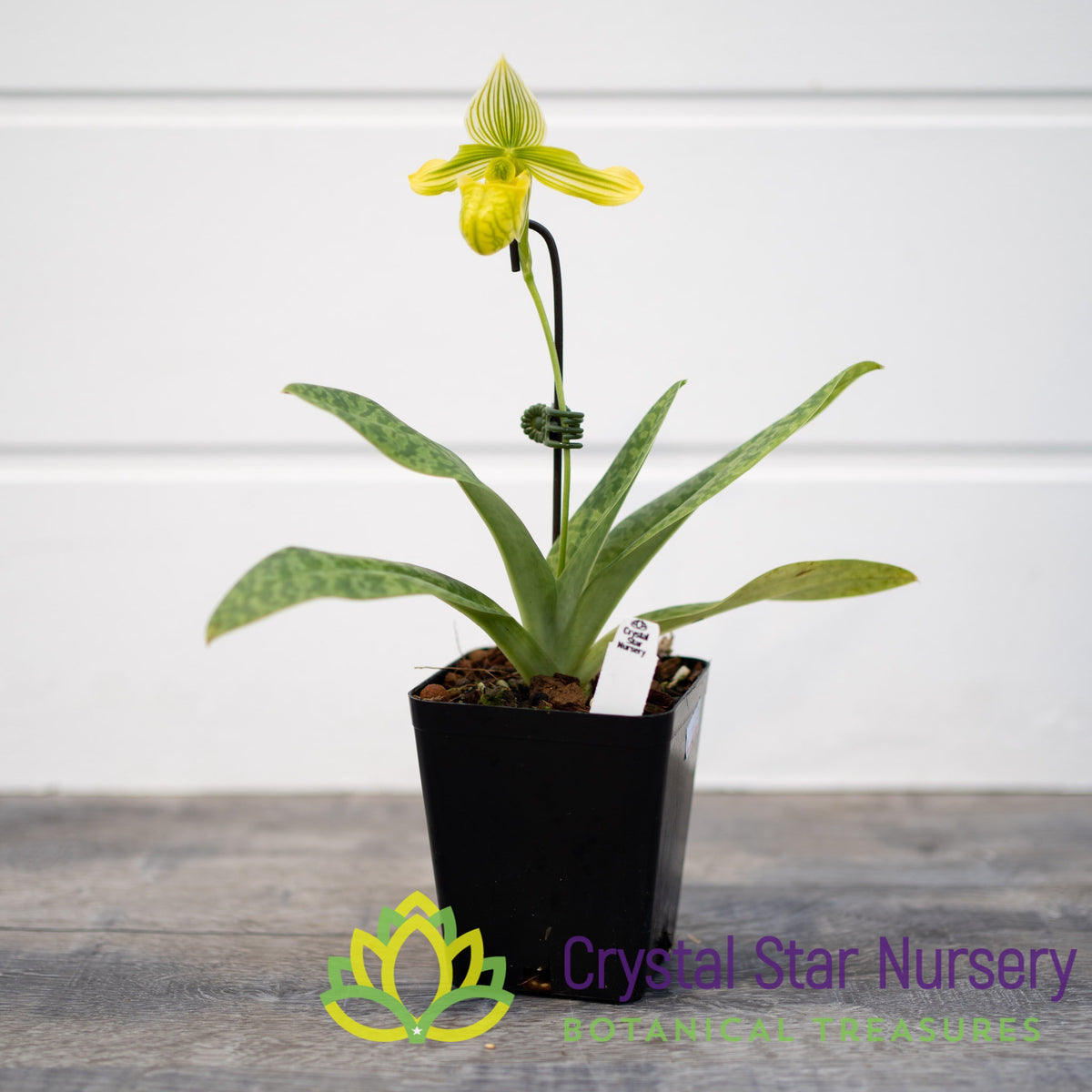 Paphiopedilum Venustum var Album
