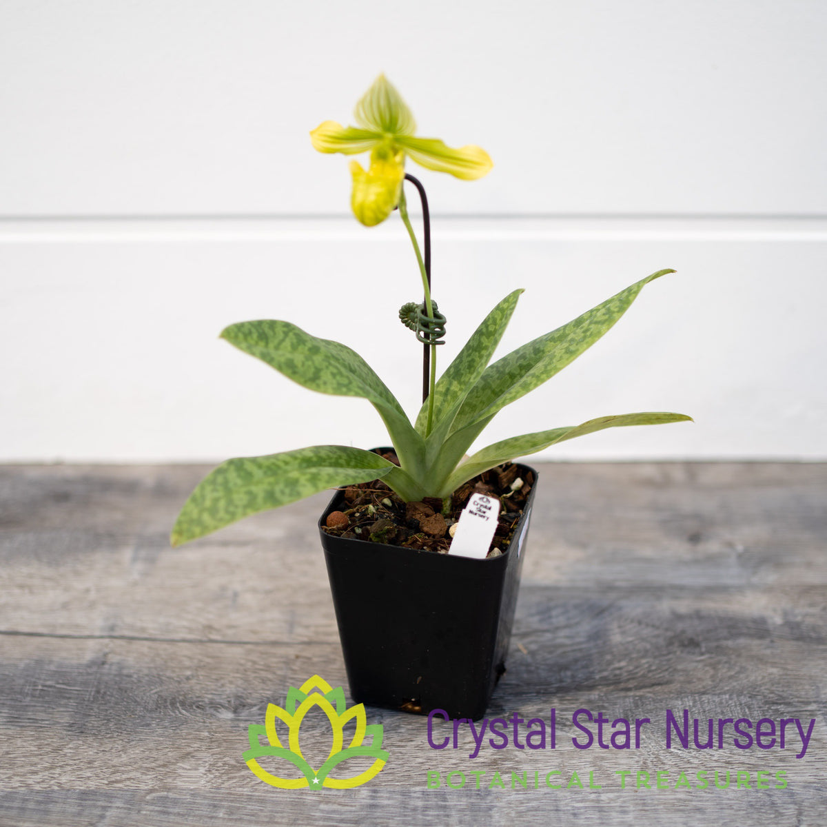 Paphiopedilum Venustum var Album