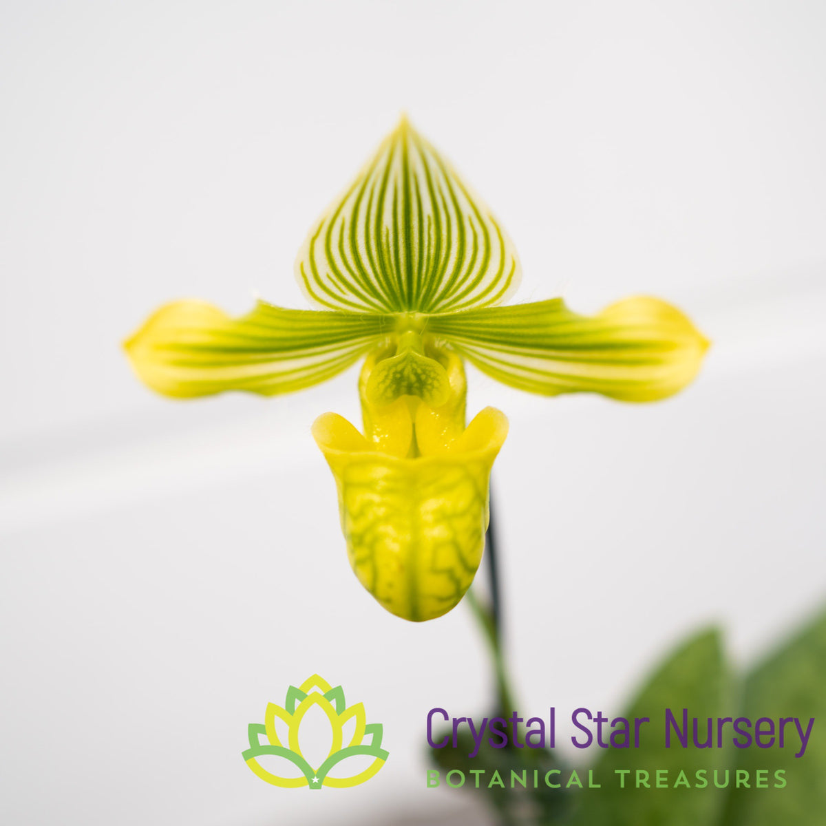 Paphiopedilum Venustum var Album
