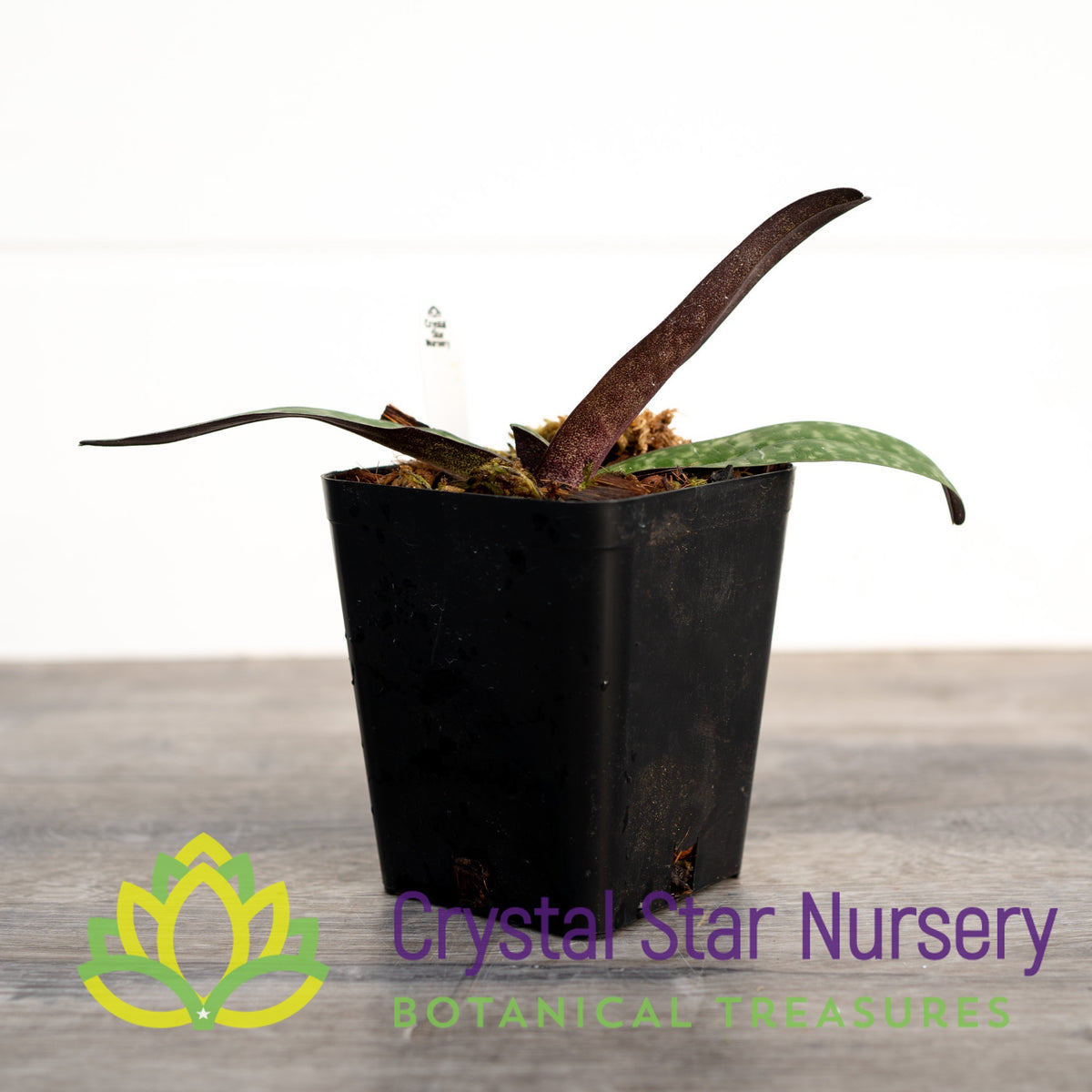 Paphiopedilum Winter Coat