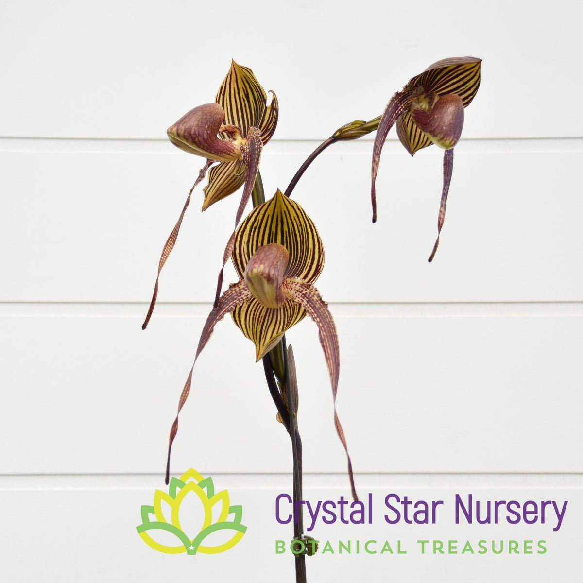 Paphiopedilum Wossner Black Wings
