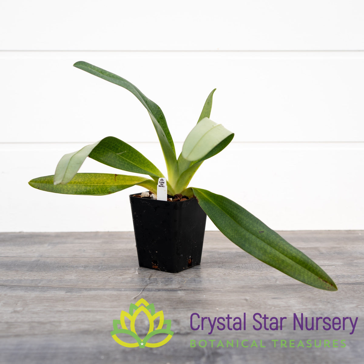 Paphiopedilum Yi Ying Baggy Frog (PN25)