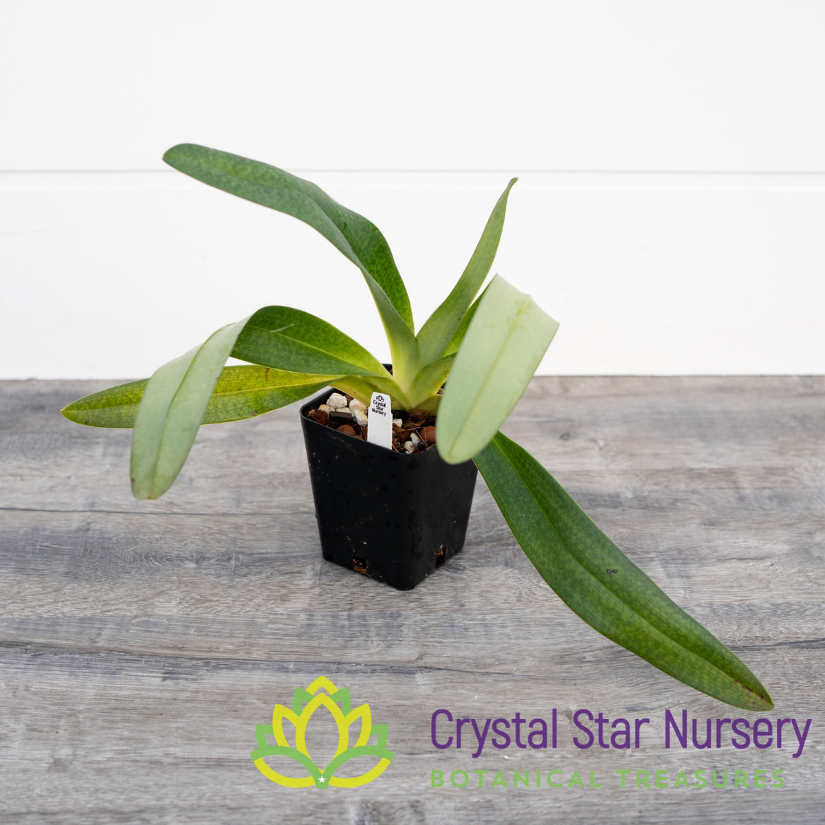 Paphiopedilum Yi Ying Baggy Frog (PN25)