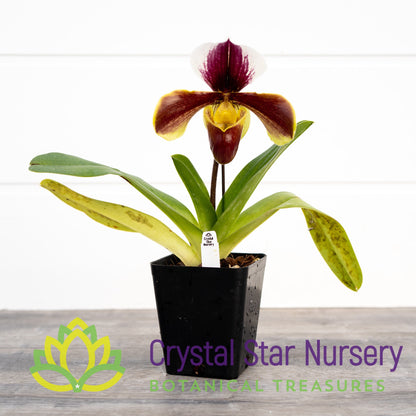 Paphiopedilum Yi-Ying Fire Fox