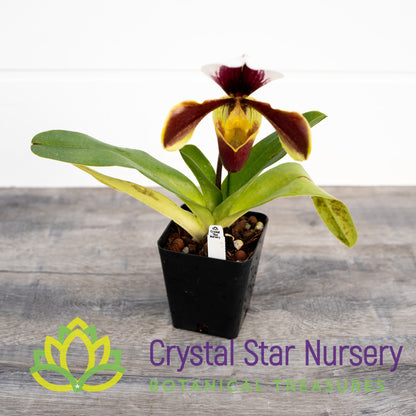 Paphiopedilum Yi-Ying Fire Fox
