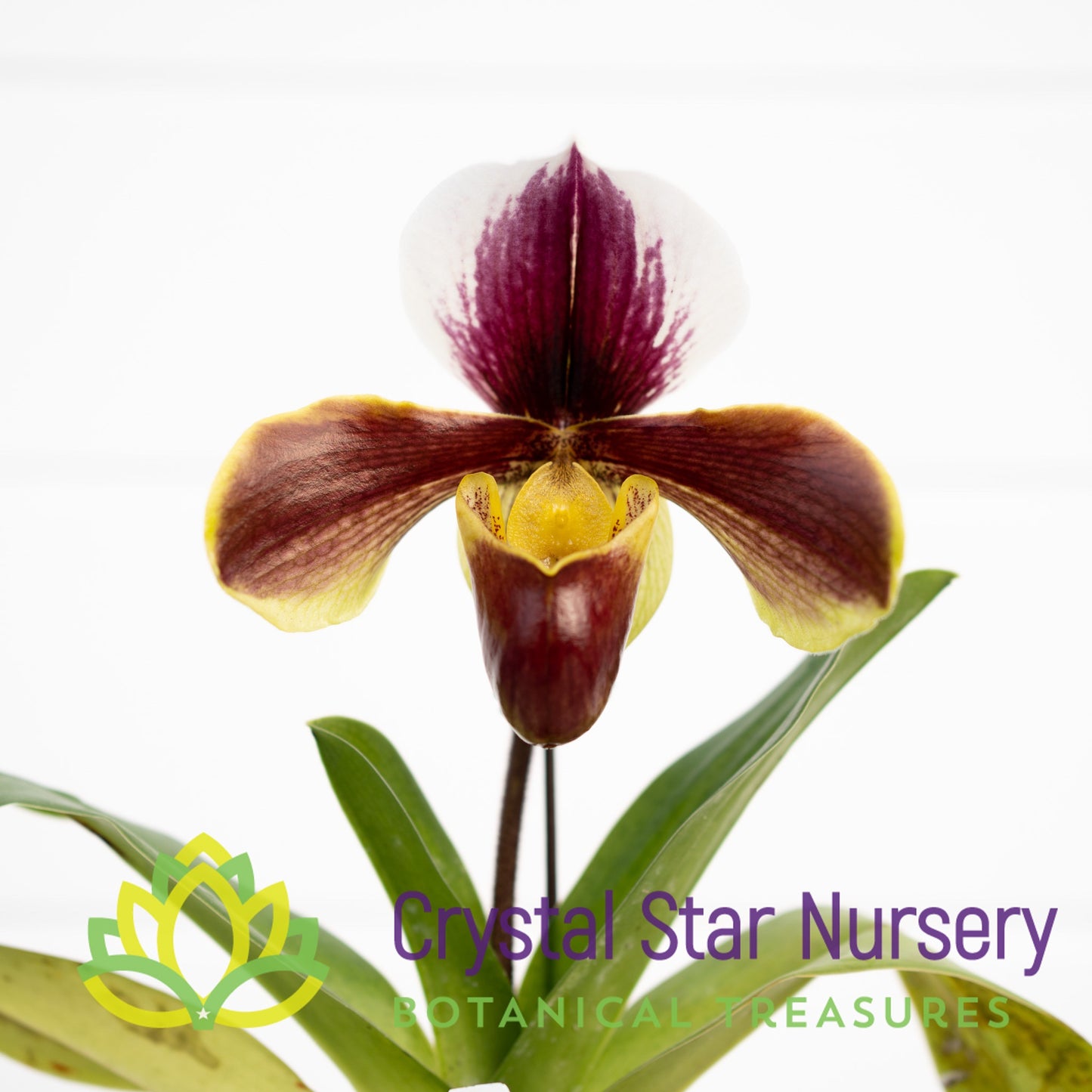 Paphiopedilum Yi-Ying Fire Fox
