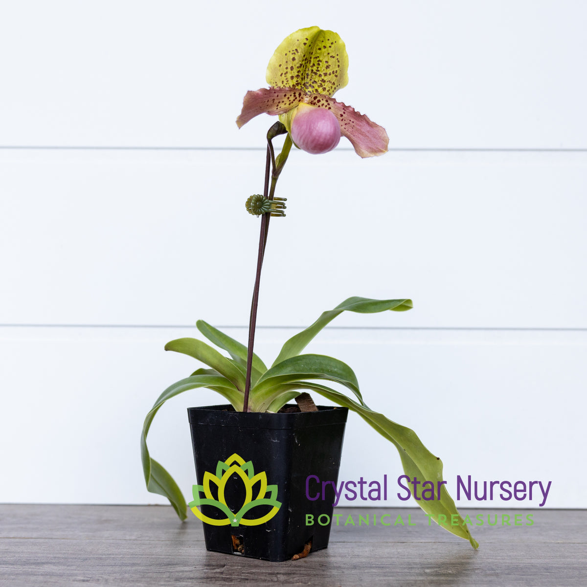 Paphiopedilum Moquettianum X Henryanum