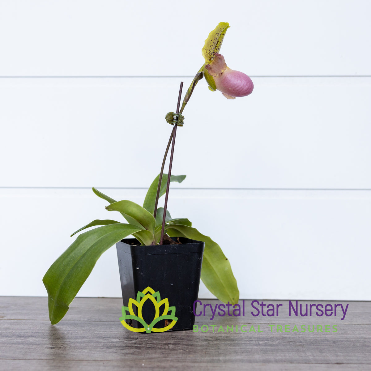 Paphiopedilum Moquettianum X Henryanum
