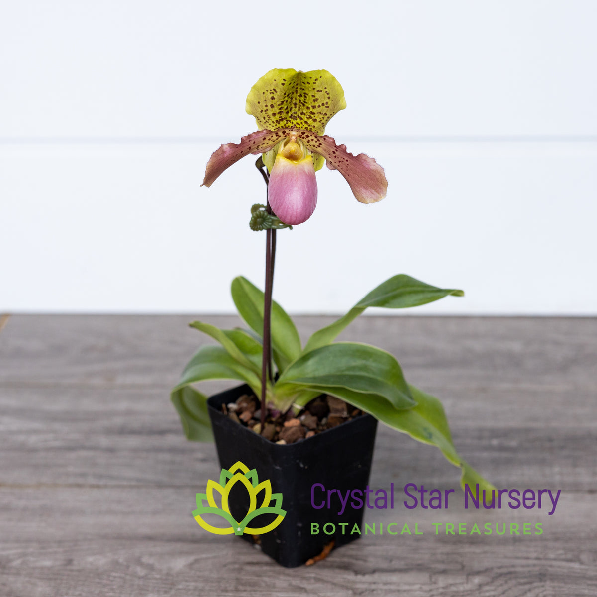 Paphiopedilum Moquettianum X Henryanum