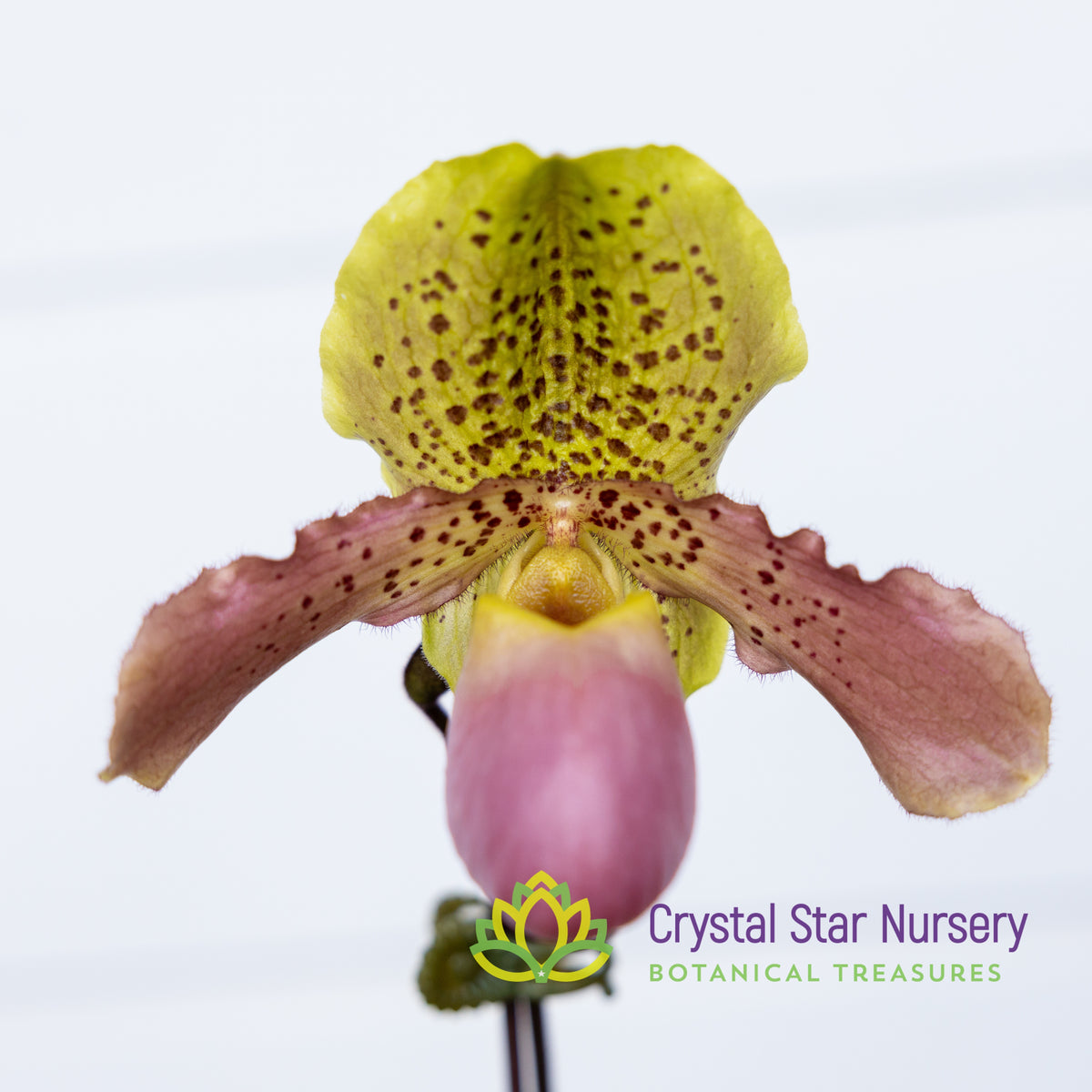 Paphiopedilum Moquettianum X Henryanum