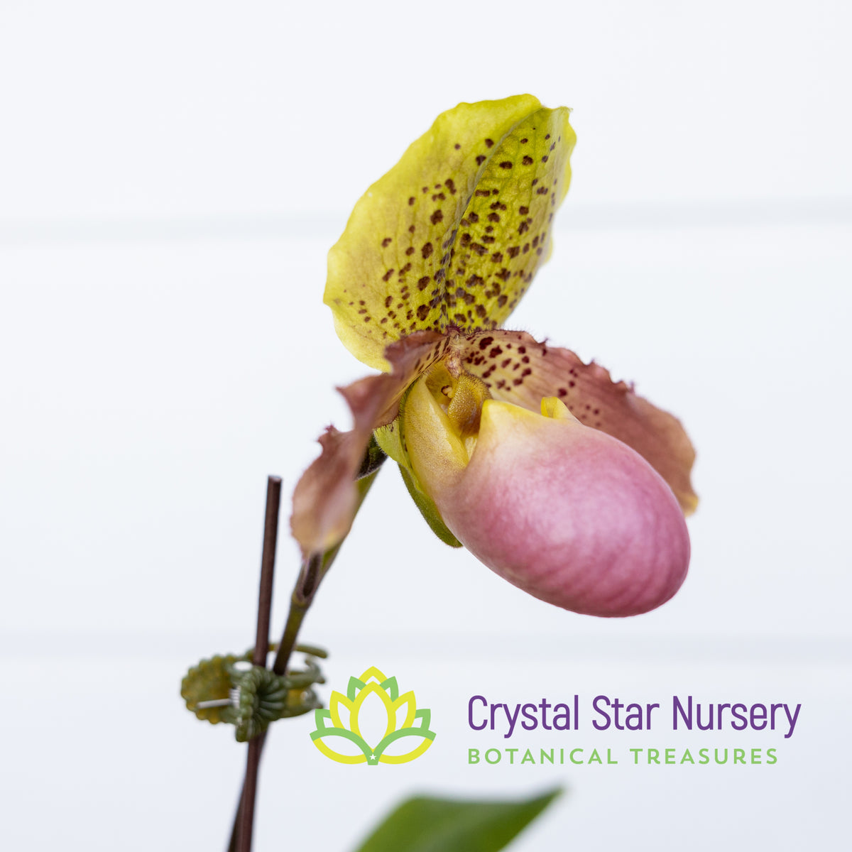 Paphiopedilum Moquettianum X Henryanum