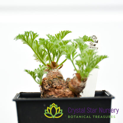 Pelargonium Appendiculatum