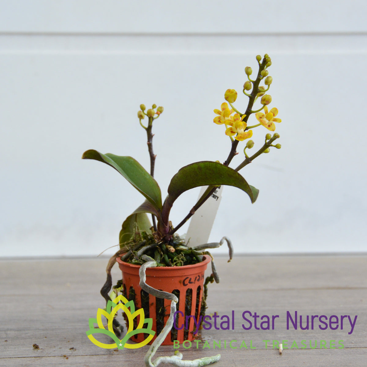Phalaenopsis Chibae