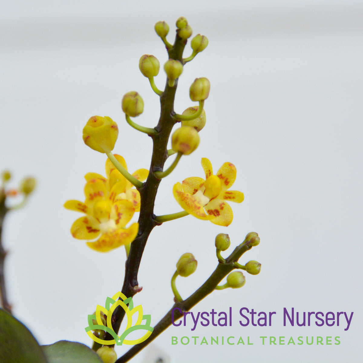 Phalaenopsis Chibae